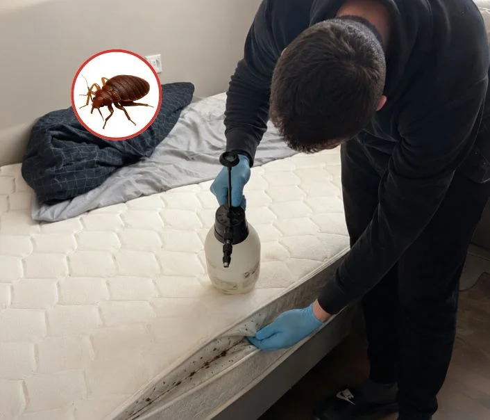 Technicien traitant un matelas contre les punaises de lit à Chilly-Mazarin